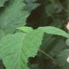 Digitalis x mertonensis, flowers