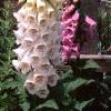 Digitalis purpurea, habit