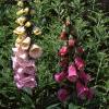 Digitalis purpurea, habit