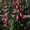 Digitalis purpurea, habit