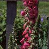 Digitalis purpurea, habit