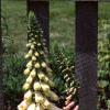 Digitalis purpurea, habit
