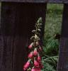 Digitalis purpurea, habit