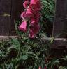 Digitalis purpurea, habit