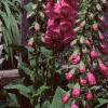 Digitalis purpurea, habit