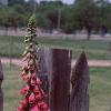 Digitalis purpurea, habit