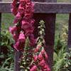 Digitalis purpurea, habit