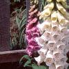 Digitalis purpurea, habit