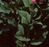 Digitalis purpurea, habit