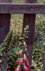 Digitalis purpurea, habit
