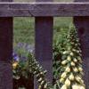 Digitalis purpurea, habit