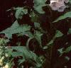Digitalis purpurea, habit