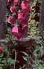 Digitalis purpurea, habit