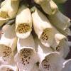 Digitalis purpurea, flowers