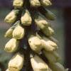 Digitalis purpurea, flowers