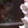 Digitalis purpurea, flowers