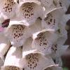 Digitalis purpurea, flowers