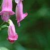 Digitalis thapsi 'Spanish Peaks', flowers