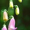 Digitalis thapsi 'Spanish Peaks', flowers