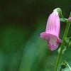 Digitalis thapsi 'Spanish Peaks', flowers