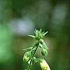 Digitalis thapsi 'Spanish Peaks', flowers