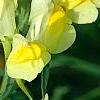 Linaria vulgaris, flowers