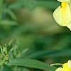 Linaria vulgaris, flowers