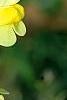 Linaria vulgaris, flowers