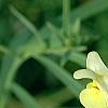 Linaria vulgaris, flowers