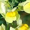 Linaria vulgaris, flowers
