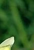 Linaria vulgaris, flowers