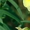 Linaria vulgaris, flowers