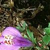 Mazus reptans, flowers