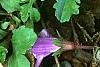 Mazus reptans, flowers