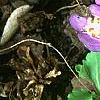 Mazus reptans, flowers