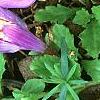 Mazus reptans, flowers