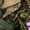 Mazus reptans, flowers
