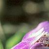 Mazus reptans, flowers
