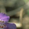 Mazus reptans, flowers