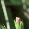 Mazus reptans, flowers