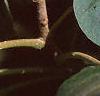 Paulownia tomentosa, stems