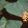 Paulownia tomentosa, stems