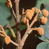 Paulownia tomentosa, stems