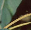 Paulownia tomentosa, stems