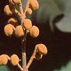 Paulownia tomentosa, stems