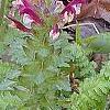 Pedicularis canadensis, flowers