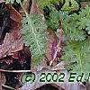 Pedicularis canadensis, flowers