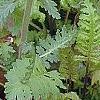 Pedicularis canadensis, flowers