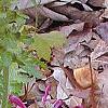 Pedicularis canadensis, flowers