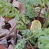 Pedicularis canadensis, flowers